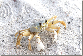Ghost_crab